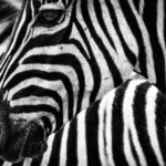white space optimization, zebra's