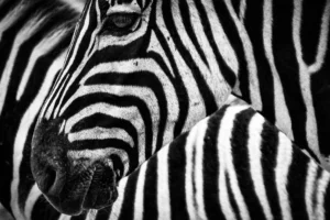 white space optimization, zebra's